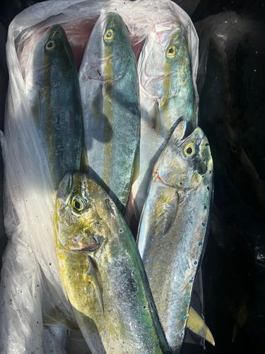 イナダの釣果