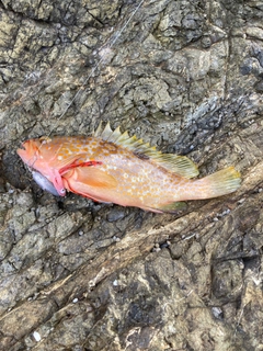 アコウの釣果