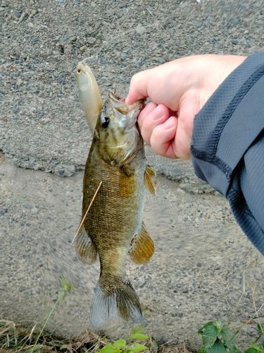スモールマウスバスの釣果