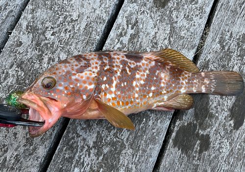 キジハタの釣果