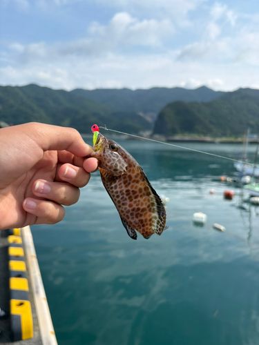 オオモンハタの釣果