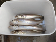 キスの釣果