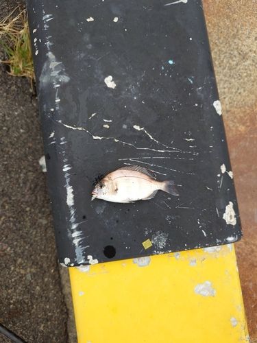 チャリコの釣果