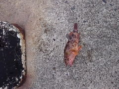 カサゴの釣果