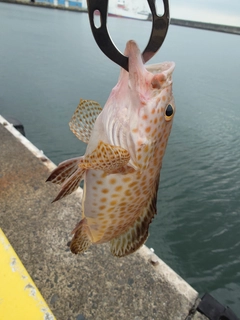 オオモンハタの釣果