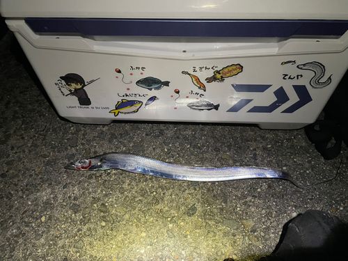 タチウオの釣果