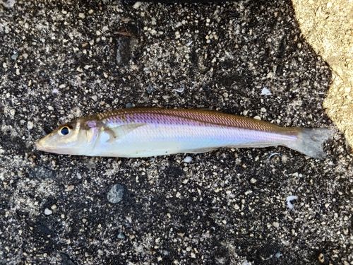 シロギスの釣果