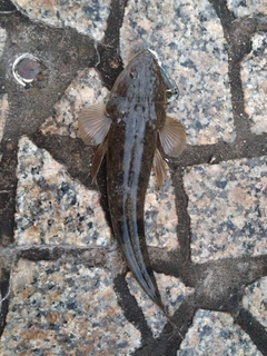 アコウの釣果