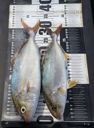 ネリゴの釣果