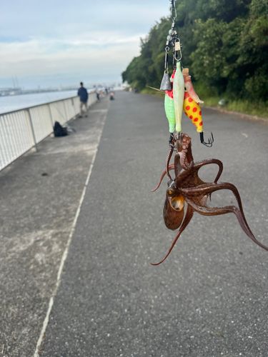 タコの釣果