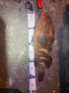 アコウの釣果