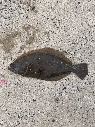 ヒラメの釣果