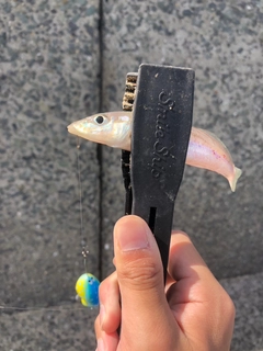 シロギスの釣果