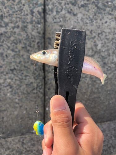 シロギスの釣果