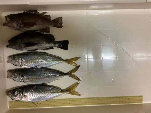 アジの釣果