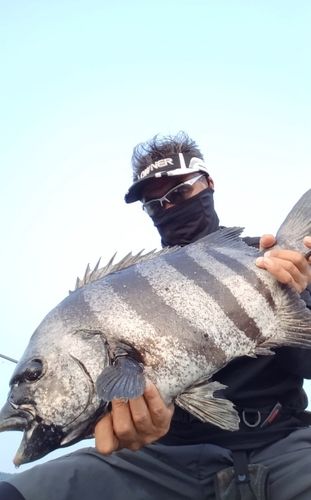 イシダイの釣果