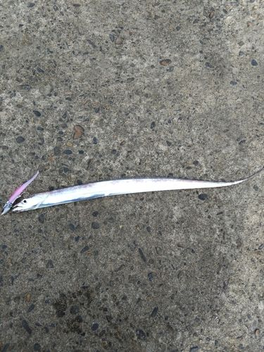 タチウオの釣果