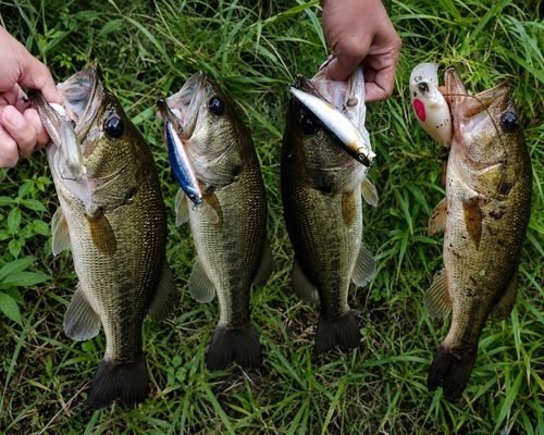 ブラックバスの釣果