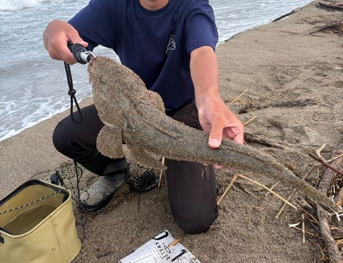 マゴチの釣果