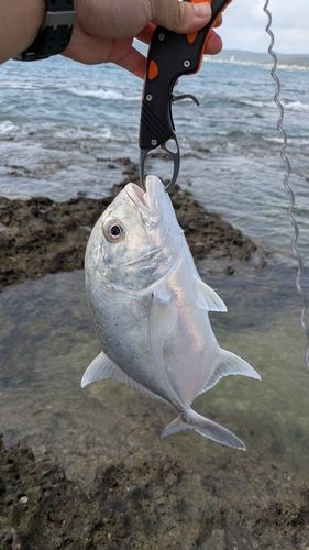 ガーラの釣果