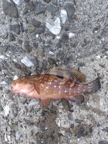 アコウの釣果
