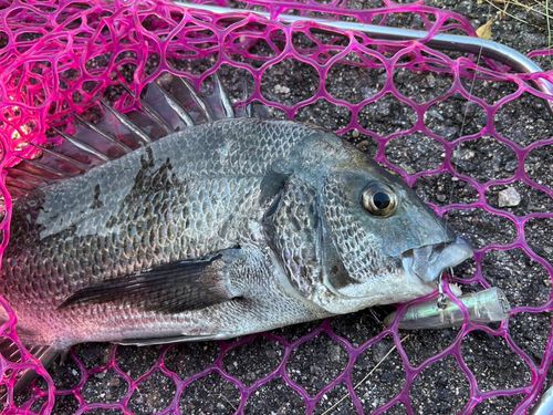 チヌの釣果