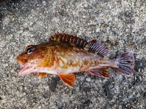 カサゴの釣果