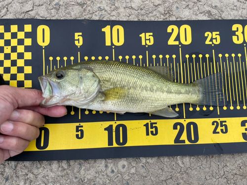 ラージマウスバスの釣果