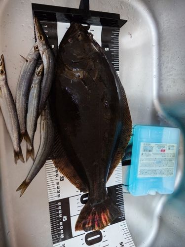 ヒラメの釣果