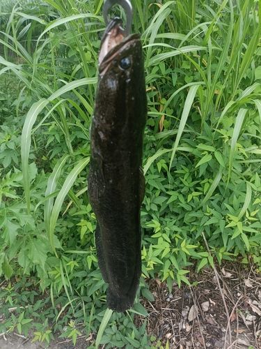 カムルチーの釣果