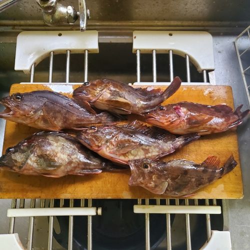 カサゴの釣果