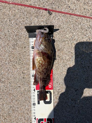 カサゴの釣果