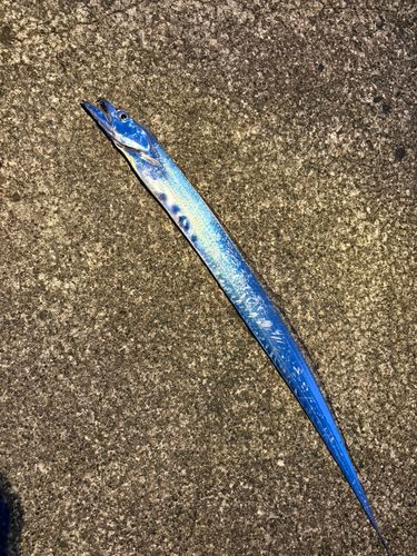 タチウオの釣果