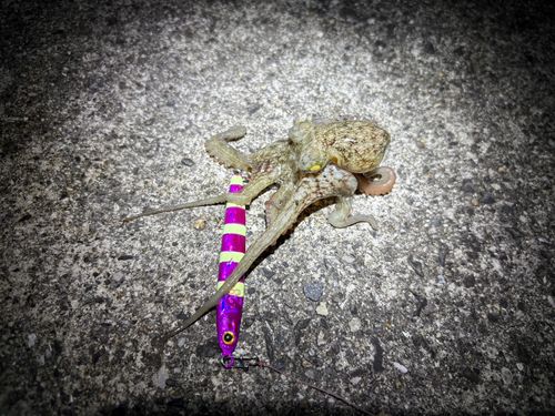 タコの釣果