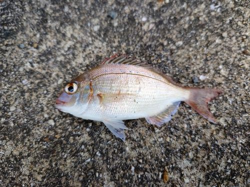 チダイの釣果