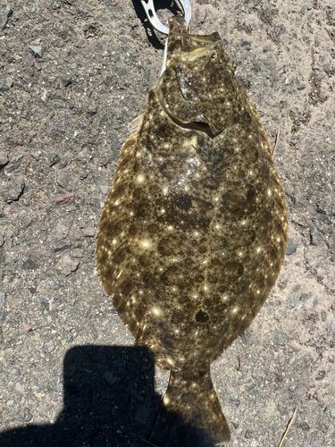 ヒラメの釣果
