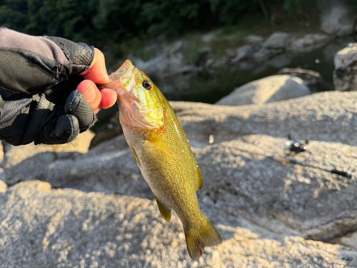 スモールマウスバスの釣果