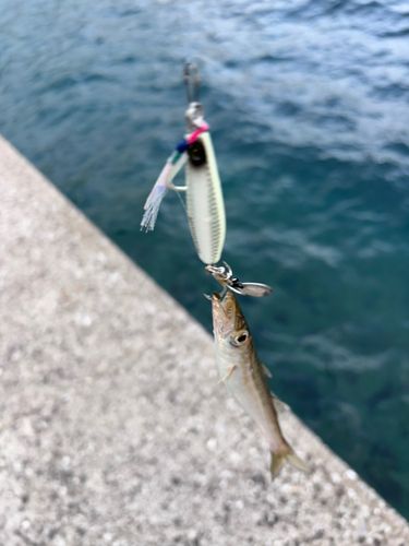 カマスの釣果