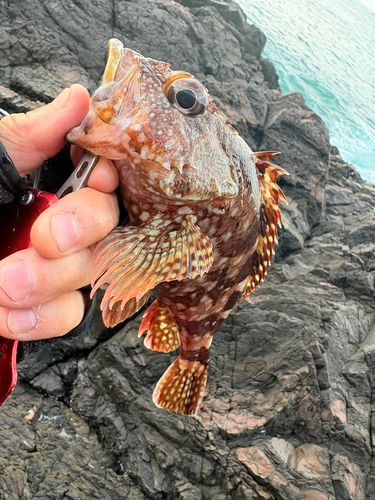 ガシラの釣果