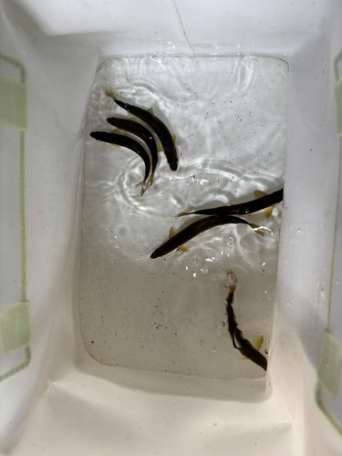 アユの釣果
