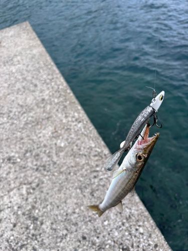 カマスの釣果