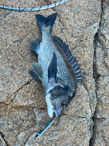 釣果