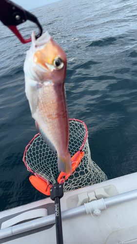 アカアマダイの釣果