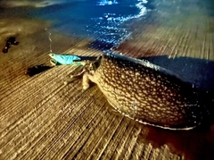 シリヤケイカの釣果