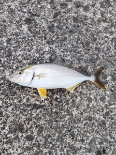 ショゴの釣果