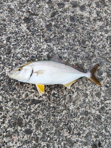 ショゴの釣果
