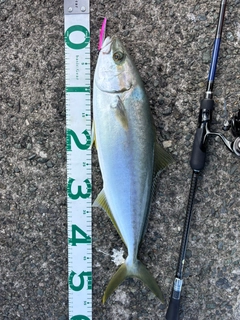 ヒラマサの釣果