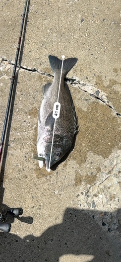 チヌの釣果