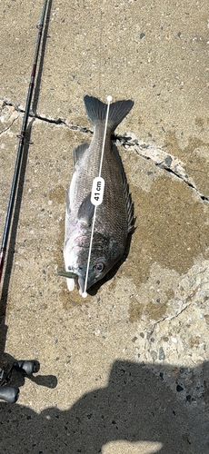 チヌの釣果