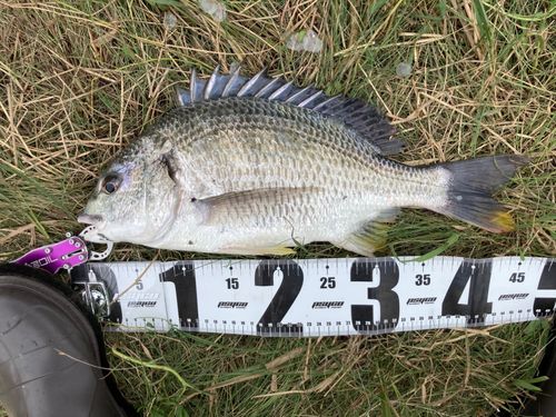 キビレの釣果